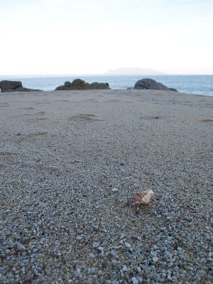 朝の浜できれいな貝が