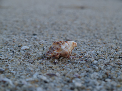 photo003の貝をアップで撮ってみた。
